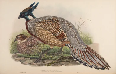 Pucrasia darwini